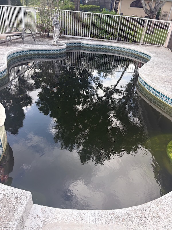 Close-up of a neglected pool with near-black, algae-filled water